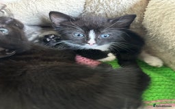 Mixed Breed cats for sale: Beautiful litter off kittens  - Image 19