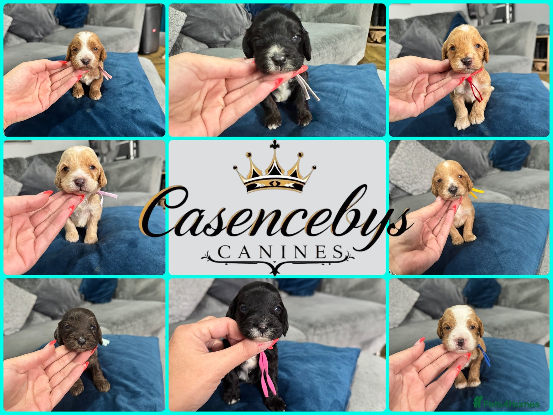 Cockapoo dogs Beautiful DNA clear F1 cockapoos pups - Advert 2