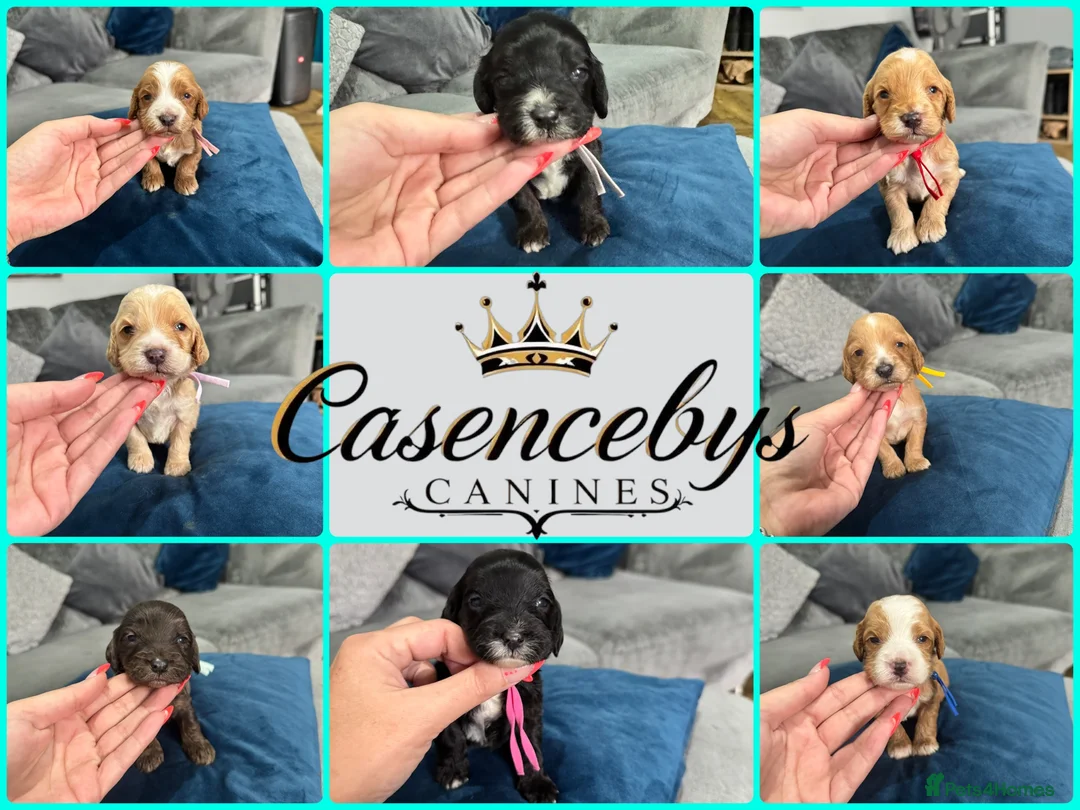 Cockapoo dogs for sale: Beautiful DNA clear F1 cockapoos pups - Advert 1