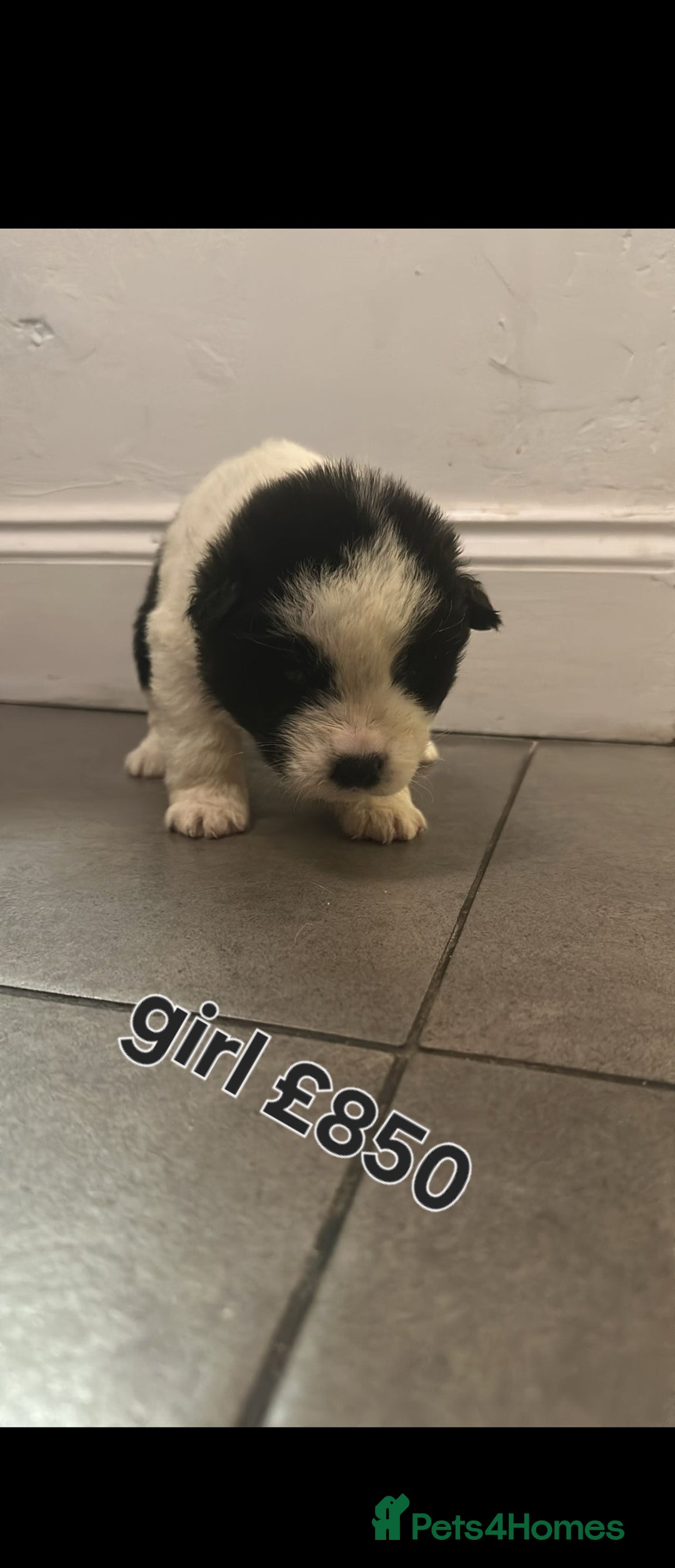 Akita dogs for sale: American akita puppies - Advert 4