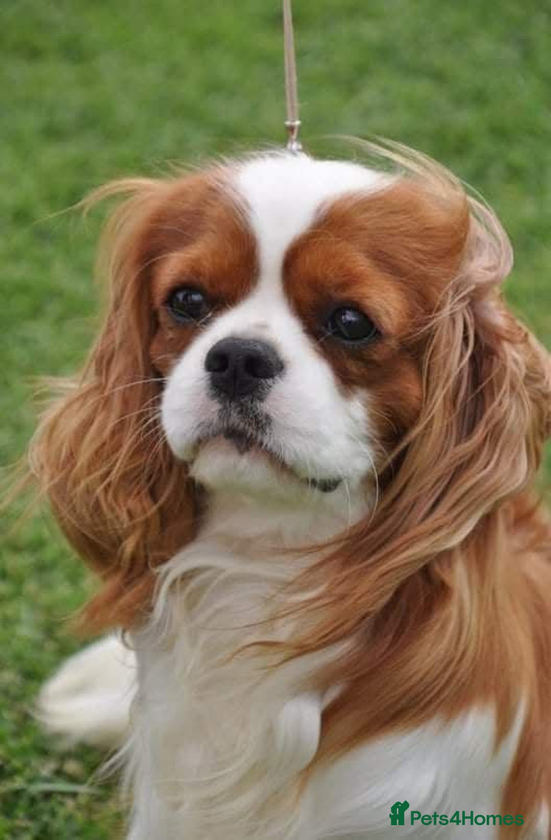 Cavalier King Charles Spaniel dogs for sale: Cavalier King Charles Spaniel 3 x puppies - Advert 11