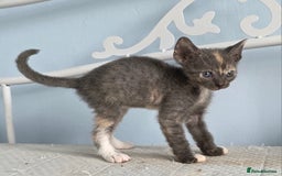 Sphynx cats for sale: Adorable Grey Female Sphynx x Devon Rex Elf Mix  - Image 1