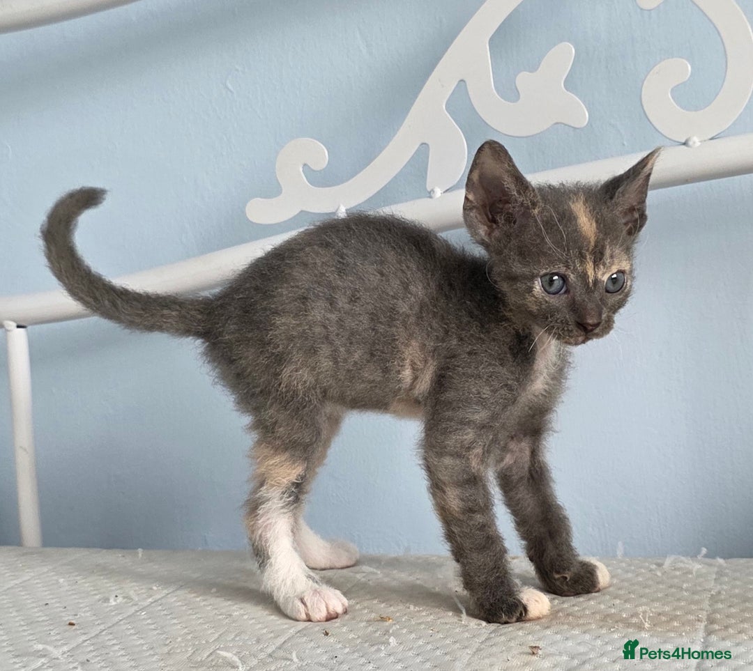Sphynx cats for sale: Adorable Grey Female Sphynx x Devon Rex Elf Mix  - Image 1