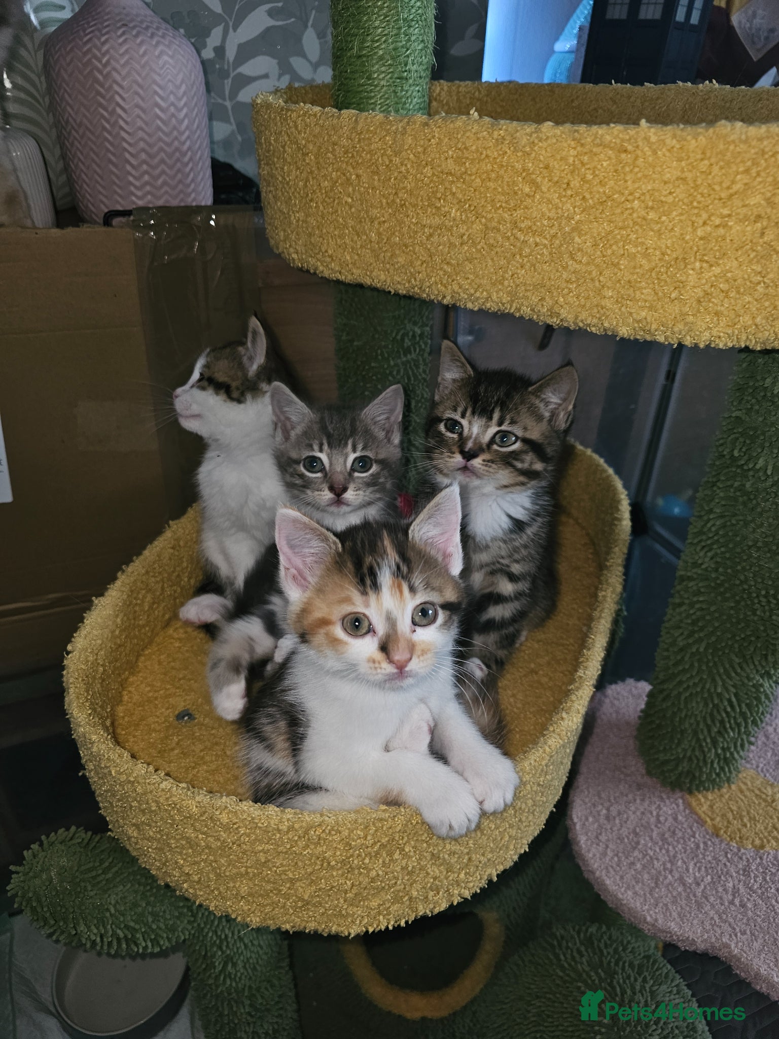Domestic Shorthair cats Happy healthly, Stunning kittens, super friendly  - Advert 1
