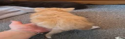 Mixed Breed cats for sale: Miss  - Advert 9