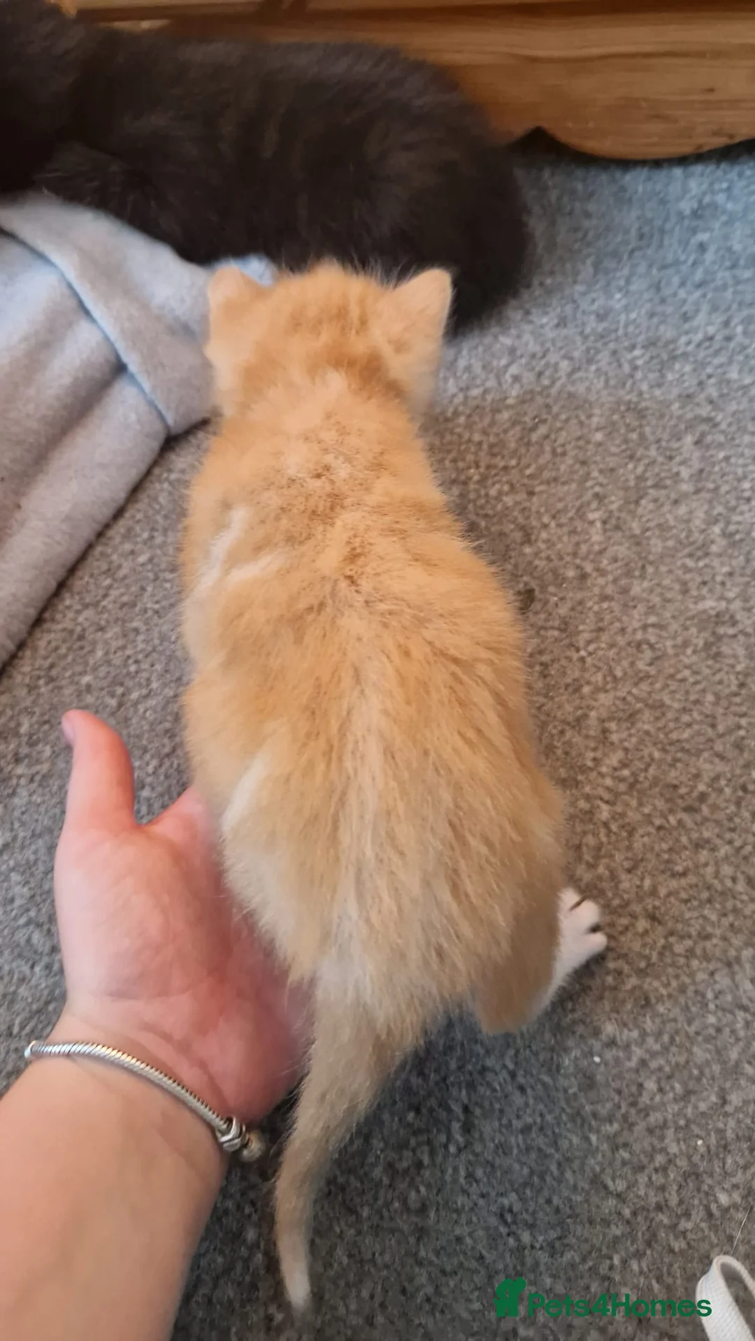 Mixed Breed cats for sale: Miss  - Advert 9