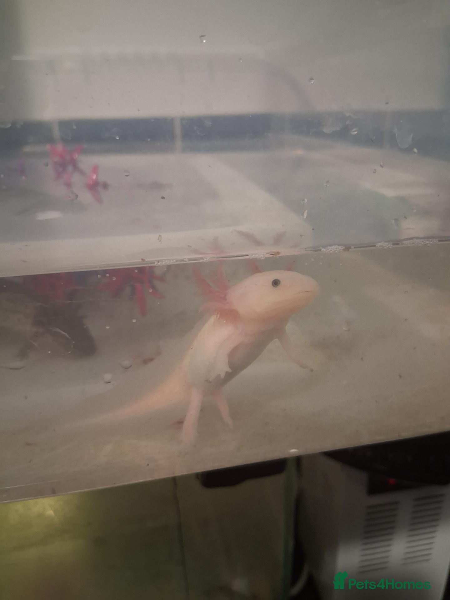Axolotl reptiles Juvie Axolotls Asstd Colours - Pls read for prices - Advert 5