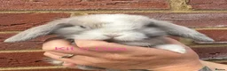 Mini Lop rabbits for sale: Purebred Mini Lops - Advert 11