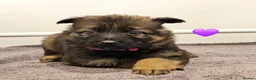 German Shepherd dogs for sale: Kc registered - pedigree - German Shepard puppies  - Advert 3