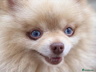 Pomeranian dogs in Pontefract - Advert 16
