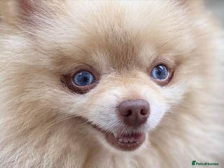 Pomeranian dogs Blue Eyed Merle Boy Orange Marble kc in Pontefract - Advert 23