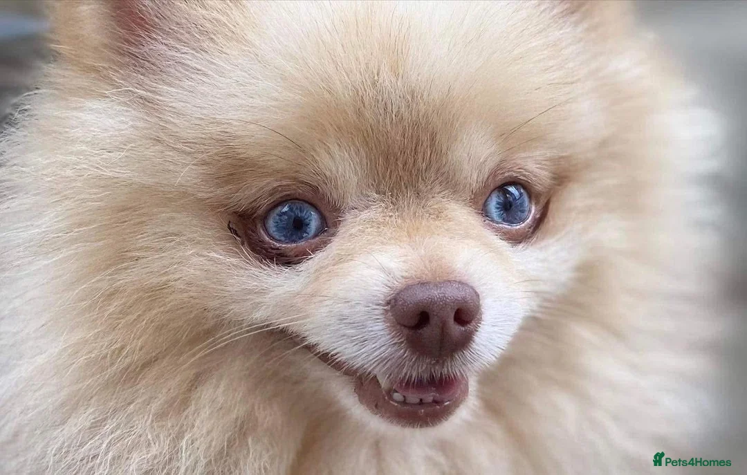 Pomeranian dogs for stud: Blue Eyed Merle Boy Orange Marble kc in Pontefract - Advert 1