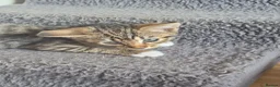 Mixed Breed cats for sale: Beautiful Tabby Kitten for Sale - Advert 2