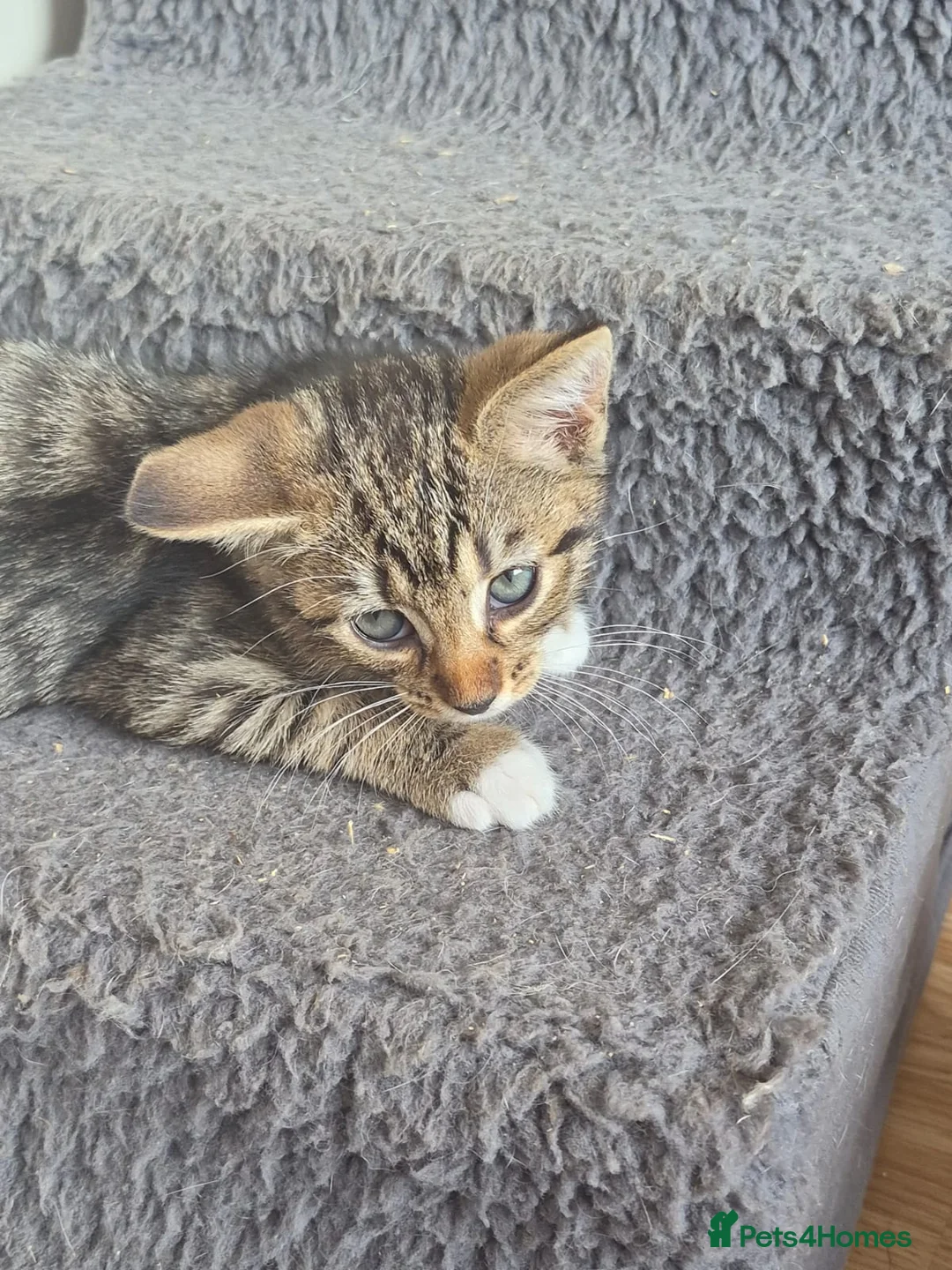 Mixed Breed cats for sale: Beautiful Tabby Kitten for Sale - Advert 2