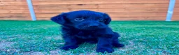 Labradoodle dogs for sale: Labradoodle Babies 🐾🐾🐾 - Advert 17