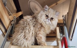 Persian cats for sale: Pure Persian Kitten  - Advert 7