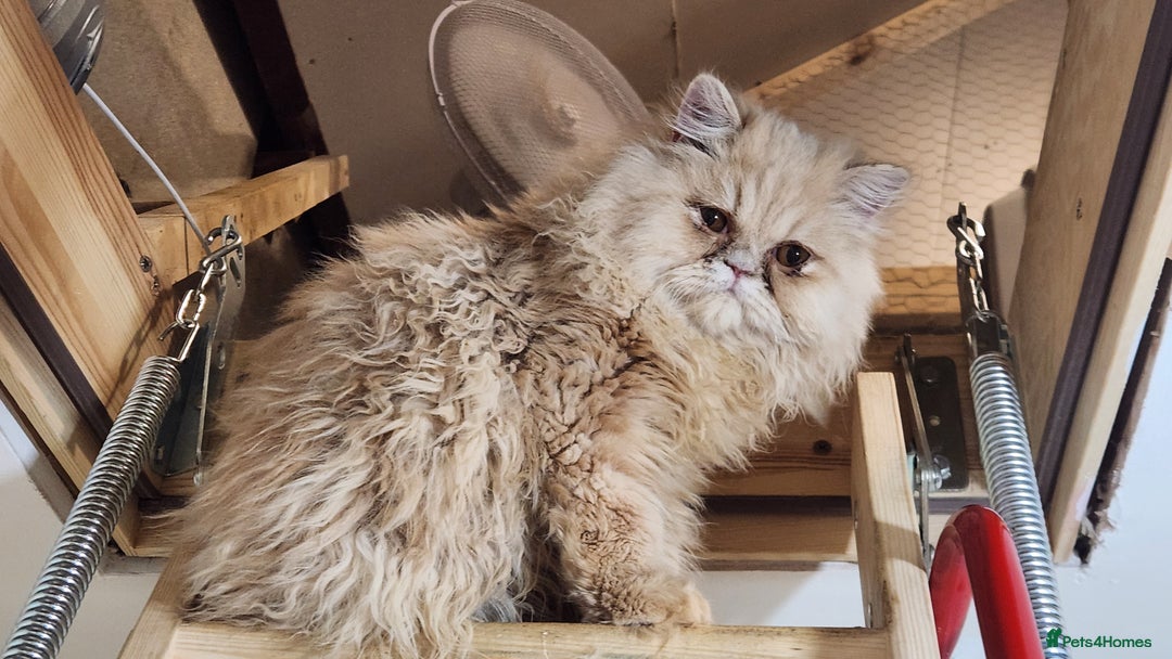 Persian cats for sale: Pure Persian Kitten  - Advert 7