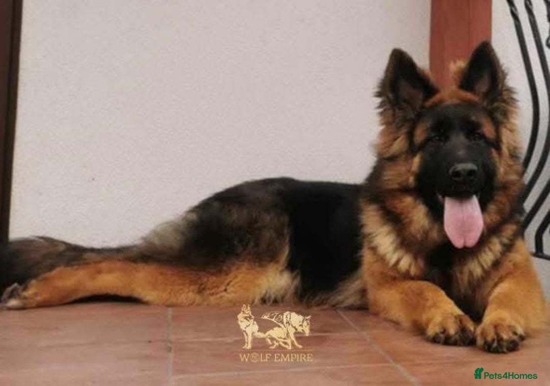 German Shepherd dogs for sale: ⭐️Beautiful German Shepherds puppies ⭐️ - Image 7