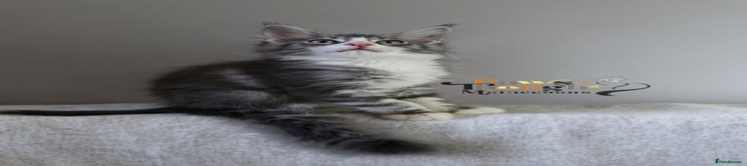 Maine Coon Kitten 3