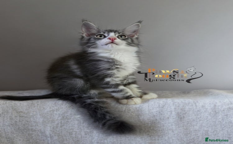 Maine Coon cats - Advert 2