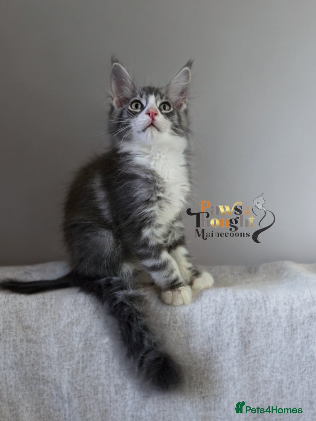 Maine Coon cats for sale: Stunning quality tica registered Mainecoon  - Image 1
