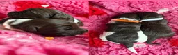 Australian Labradoodle dogs for sale: Miniature Australian Labradoodle Puppies - Advert 14