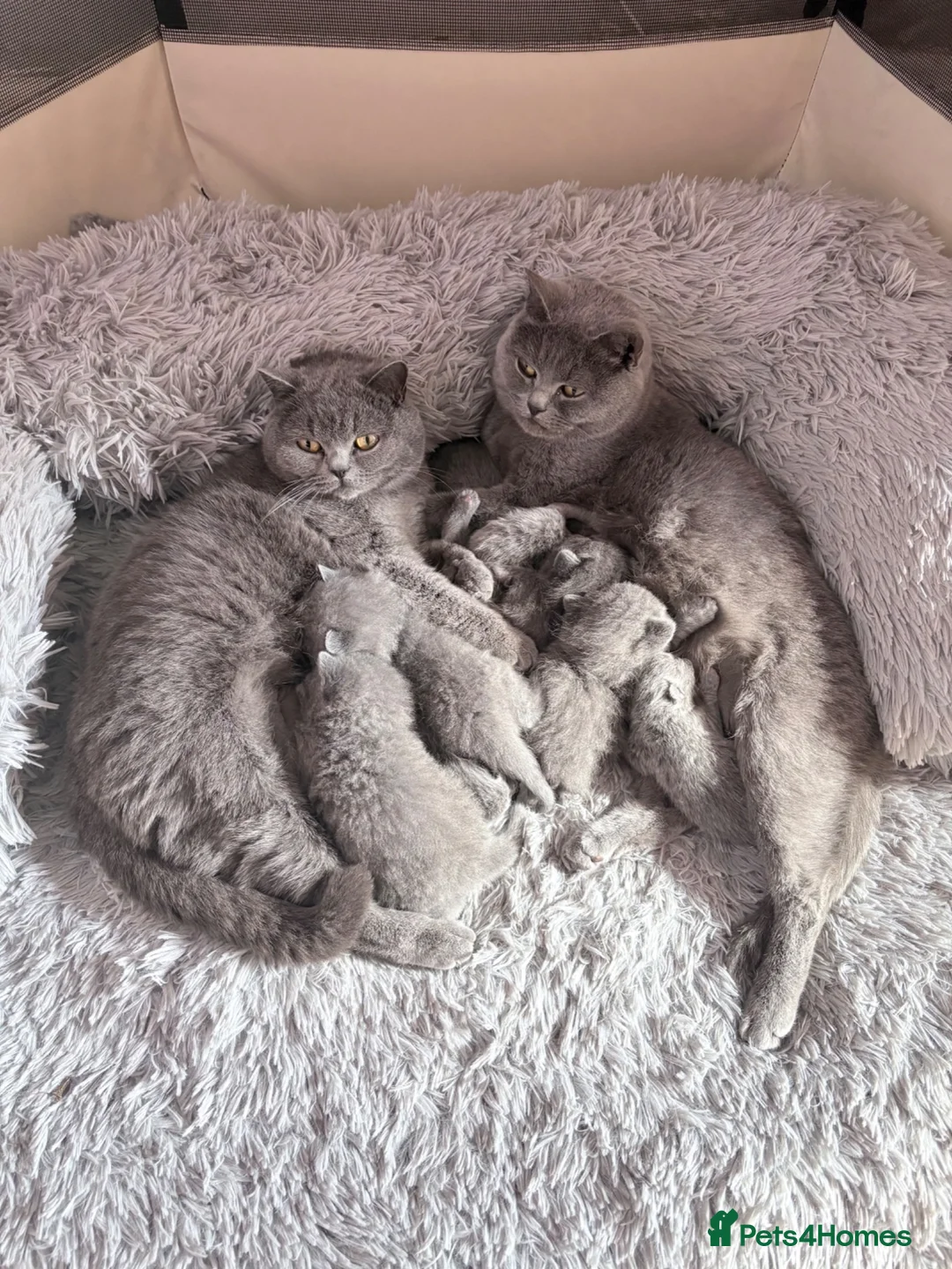 Brazilian Shorthair cats for sale: Adorable British Shorthair Kittens – - Advert 16