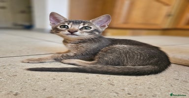 Mixed Breed cats - Advert 3