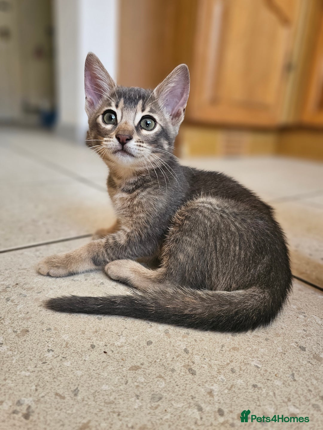 Mixed Breed cats for sale: Abyssinian x Snow Bengal  - Image 3