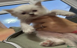 Ragdoll cats for sale: Stunning Ragdoll Kittens Ready to Go!!! - Image 31
