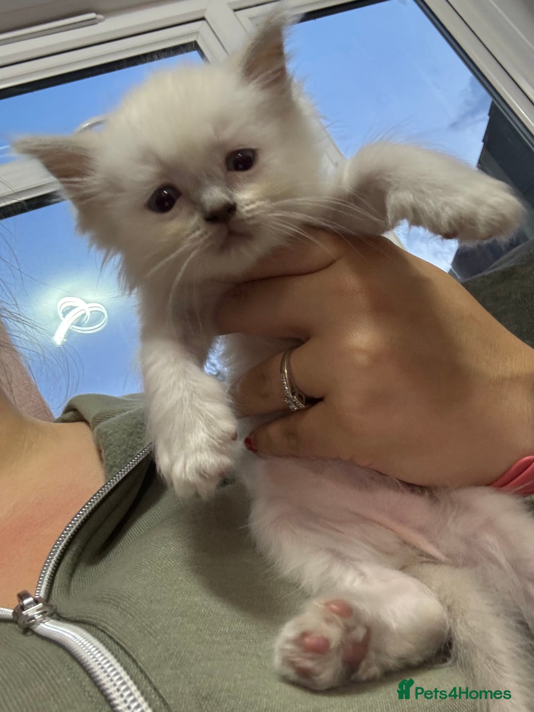 Ragdoll cats for sale: Stunning Ragdoll Kittens Ready to Go!!! - Image 31