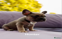 French Bulldog dogs for sale: Quality litter French Bulldogs - Image 11
