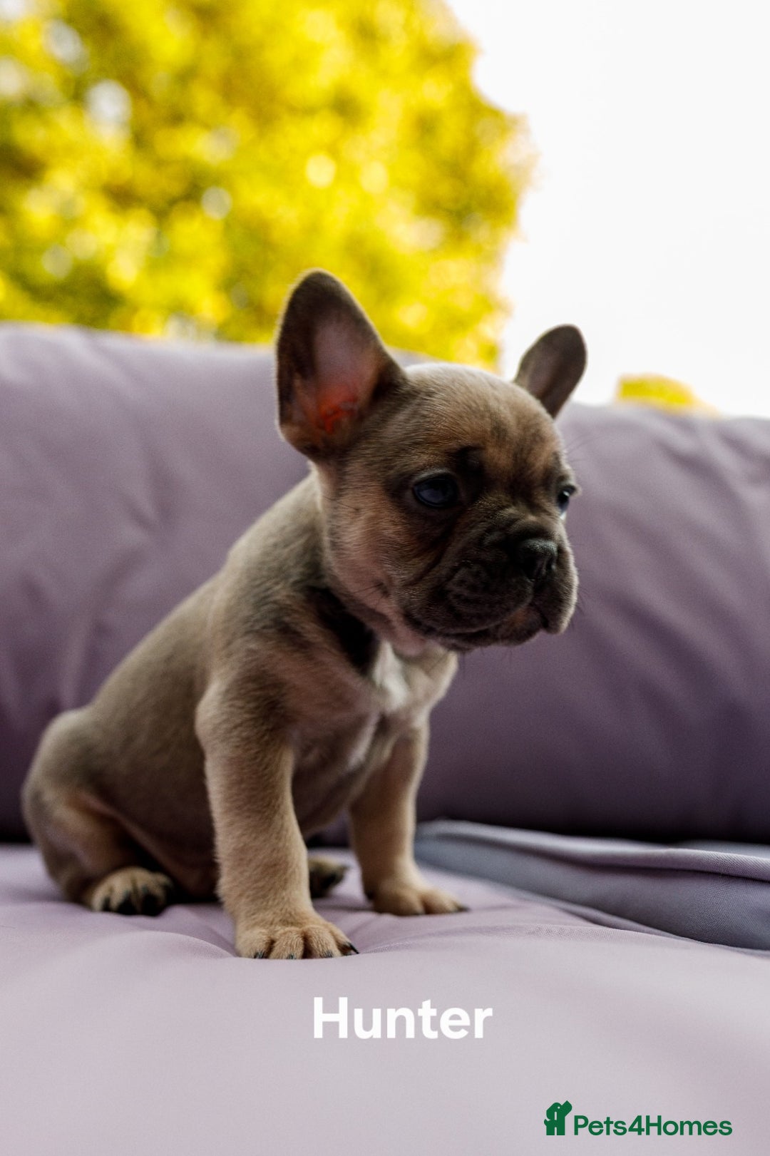 French Bulldog dogs for sale: Quality litter French Bulldogs - Image 11