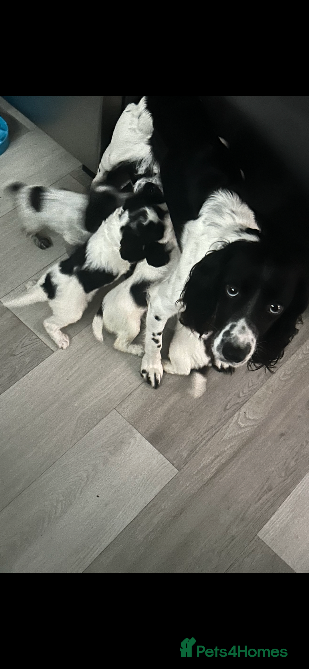 Mixed Breed dogs for sale: Cockerpoo puppies  - Image 10