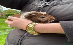 Guinea Pig rodents for sale: Baby Guinea Pigs ready now - Image 19