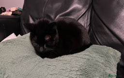 Domestic Shorthair cats for sale: My little baby needs a new home - Image 6