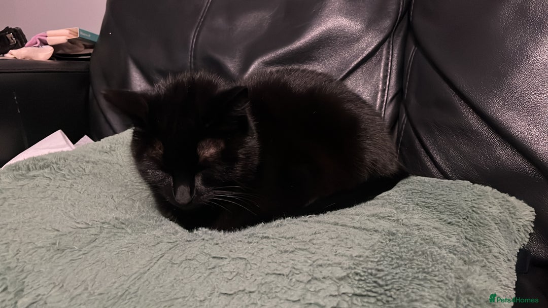 Domestic Shorthair cats for sale: My little baby needs a new home - Image 6