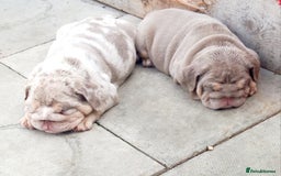 English Bulldog dogs for sale: Miniture english bulldogs  - Image 1