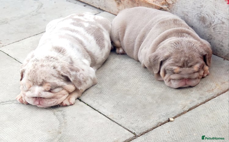 English Bulldog dogs - Advert 2