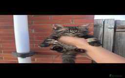 Mixed Breed cats for sale: Maine coon mixed kittens - Image 3