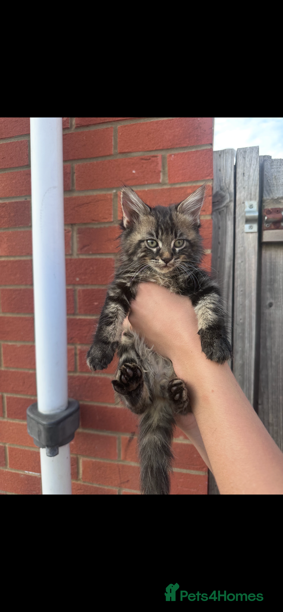 Mixed Breed cats for sale: Maine coon mixed kittens - Image 3