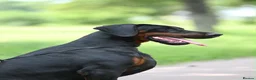 Dobermann dogs for sale: WAITLIST 2026 CEZARBLUE KC LICENSED BREEDER ⭐️ - Advert 12