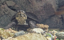 Turtle reptiles for sale: Healthy Musk Turtle for Sale – Ilford, London - Image 2