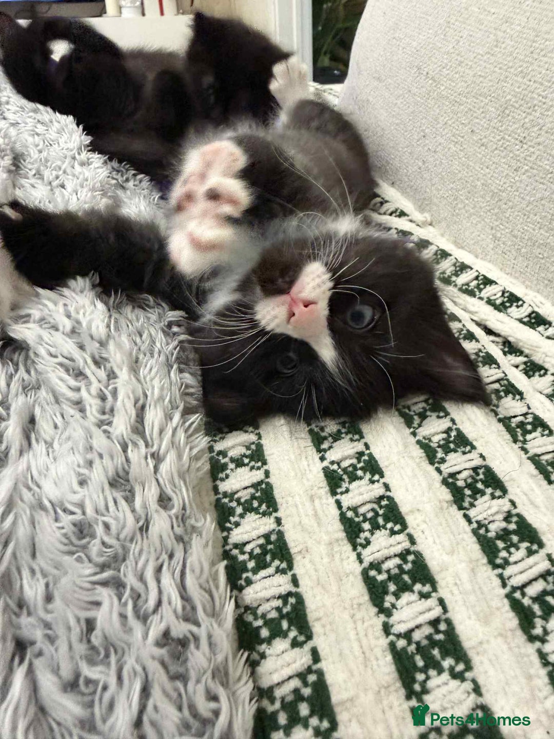 Ragdoll cats for sale: Ragdoll mix  - Advert 7