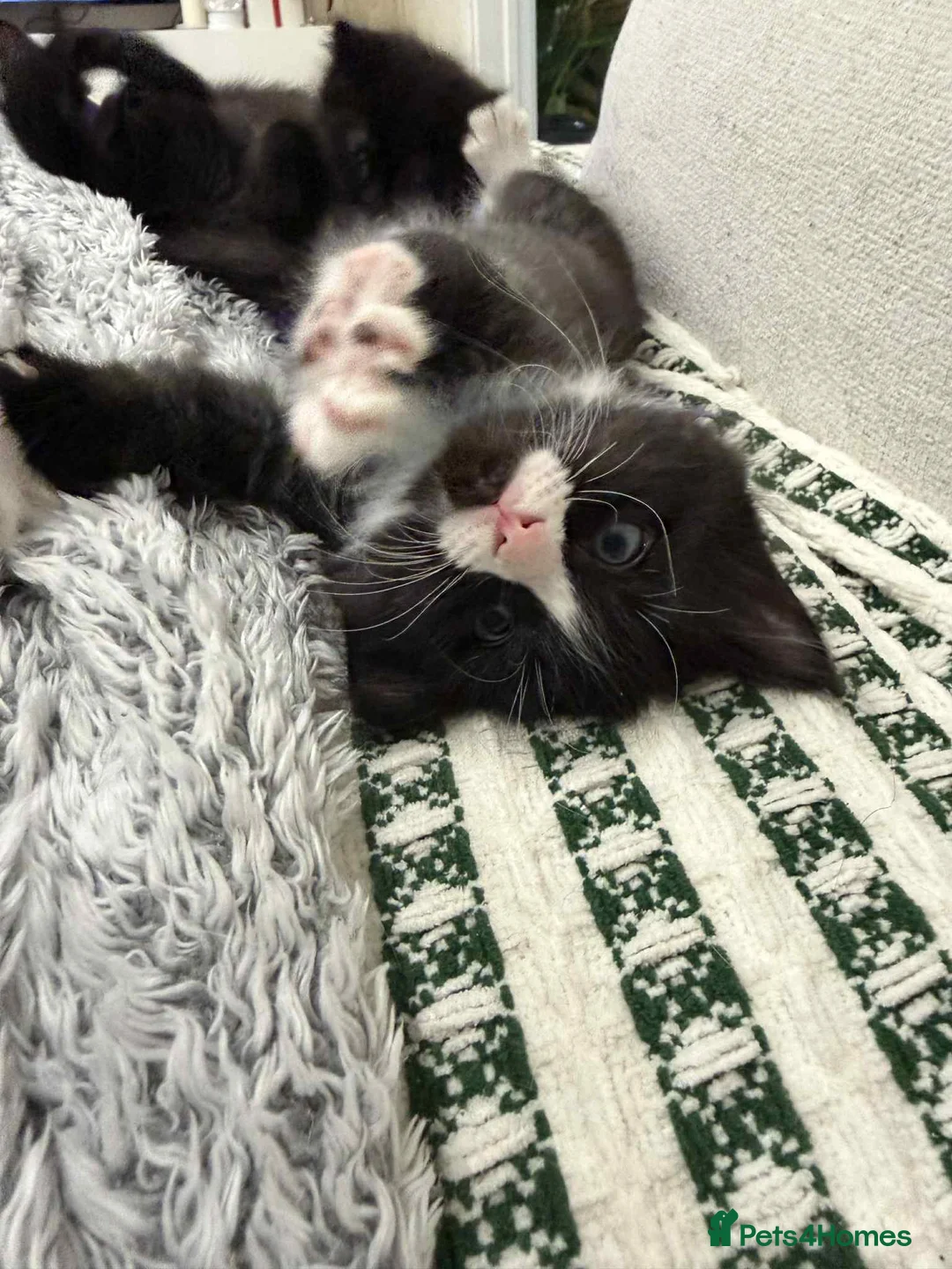 Ragdoll cats for sale: Ragdoll mix  - Advert 7