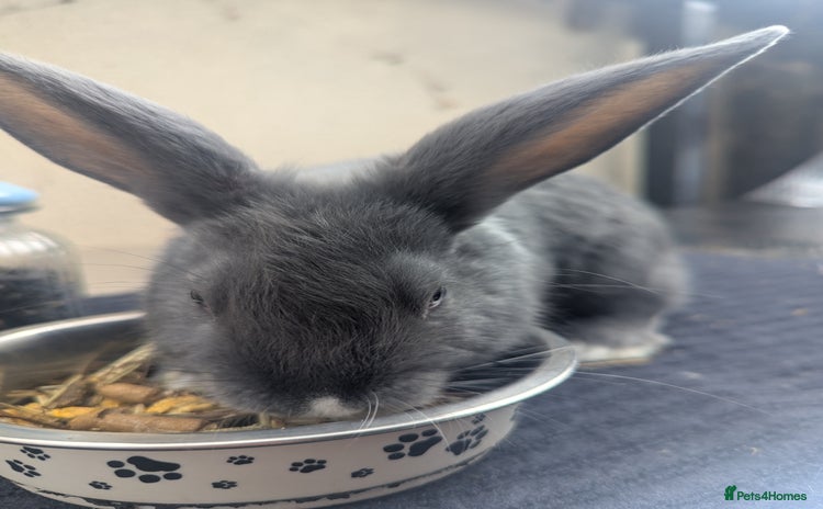 Mixed Breed rabbits - Advert 1