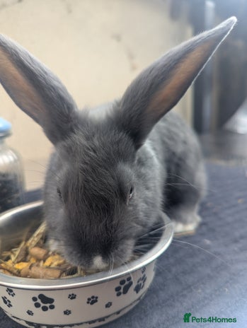 Mixed Breed rabbits - Advert 2