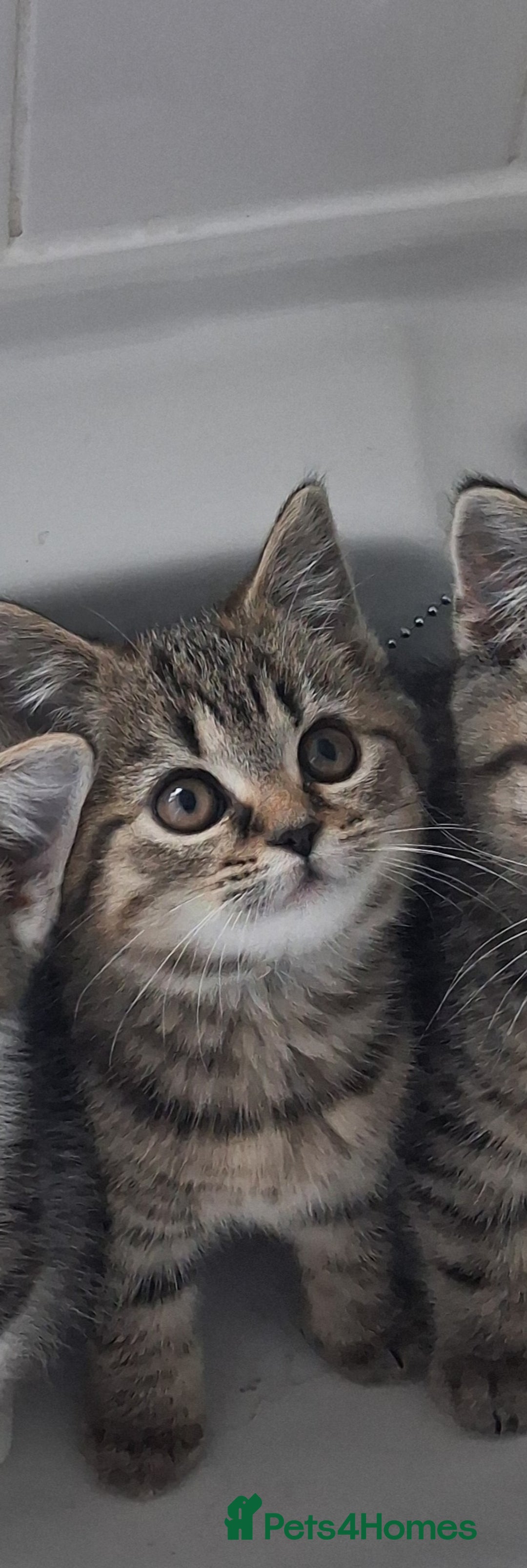 British Shorthair cats for sale: British Shorthair kitten  - Advert 3