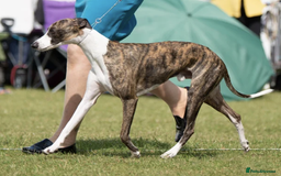 Whippet dogs for sale: Beautiful Pedigree Whippet puppies, healthy happy  - Image 9