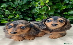 Dachshund dogs for sale: Beautiful miniature dashund  - Image 5